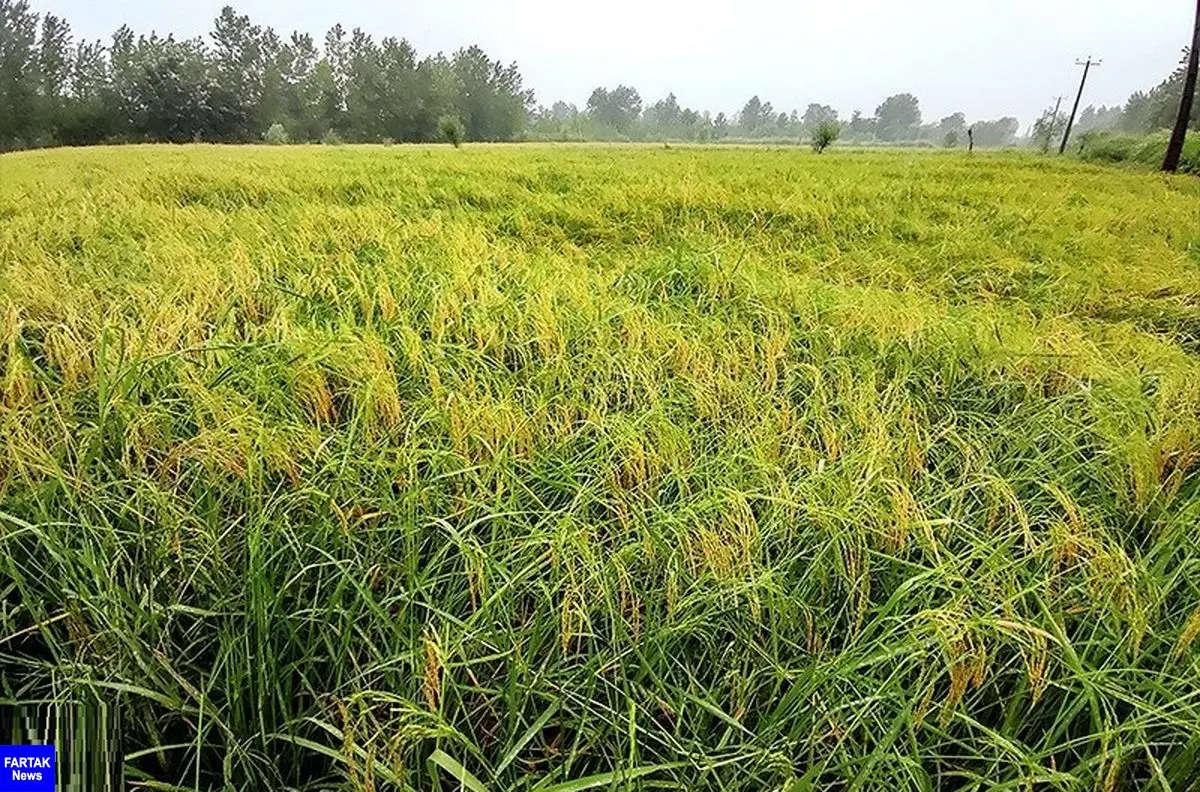 افزایش ۲۰ درصدی تولید برنج کشور طی امسال