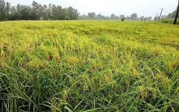 افزایش ۲۰ درصدی تولید برنج کشور طی امسال