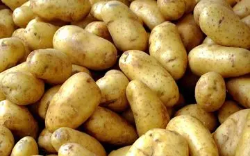 قیمت سیب زمینی هم نجومی شد! 