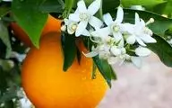 با این میوه خوشمزه انگل را از ریشه از بین ببرید!