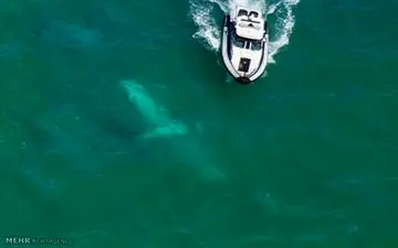 تنها کسی که از سقوط هواپیمای هند جان سالم به در برد!