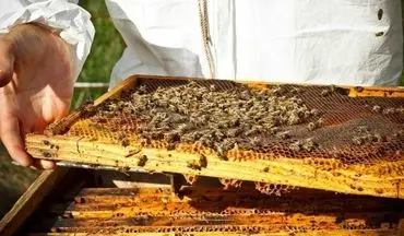 سالانه ۱۰۸ تن عسل توسط عشایر استان ایلام تولید می شو
