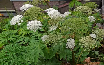 خواص و فواید گلپر چیست؟ 