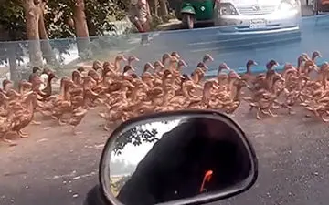 چراغ سبز برای دار و دسته اردک‌ها!