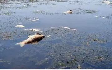 
گرمای هوا بلای جان ماهیان تالاب انزلی شد