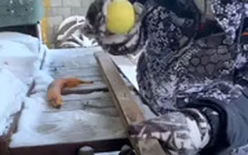 چند اتفاق خاص زندگی در دمای منفی 53 درجه