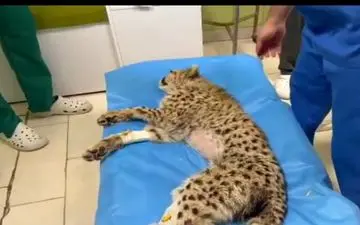  تشریح سرنوشت «پیروز» پس از مرگ 