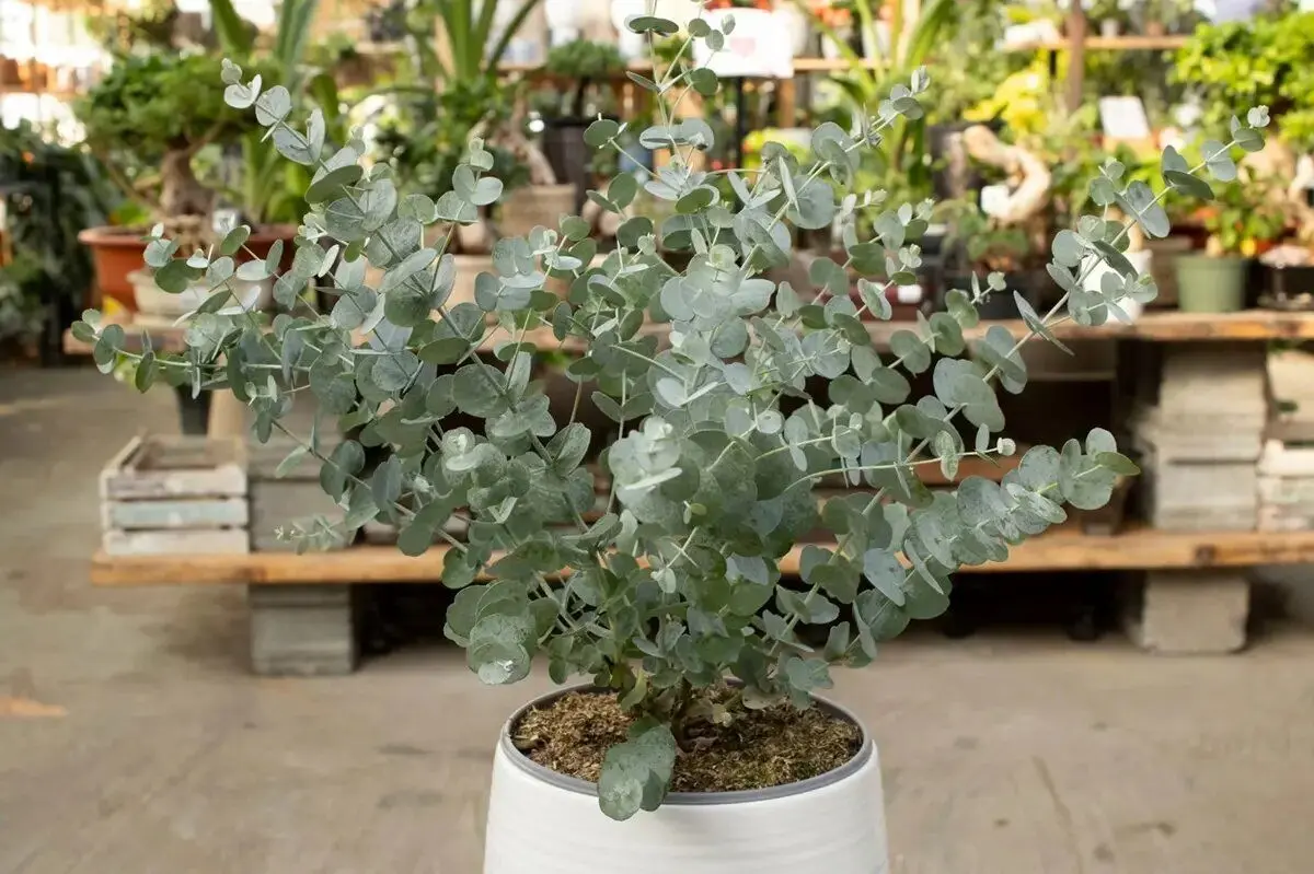 عنکبوت‌ها را با این ۵ گیاه آپارتمانی از خانه خود فراری دهید!