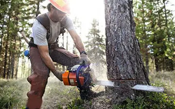 صدایی که قرار است دیگر در جنگل‌های شمال شنیده نشود + فیلم 