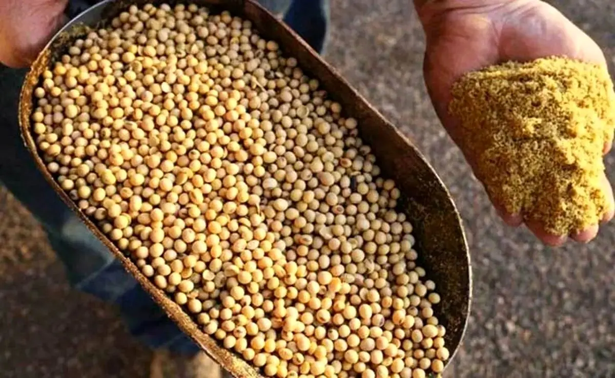 قیمت روز نهادههای دامی و محصولات کشاورزی | پنجشنبه ۶ شهریور ۱۴۰۴