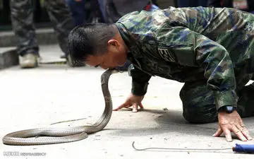 تصاویری از خوردن خون مار کبری توسط سربازان آمریکایی
