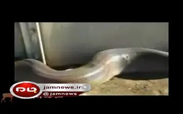 عجیب و فوری/مرد شیرازی که در حال فیلم برداری از مار بود توسط مار خورده شد+فیلم