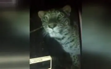  حضور ناگهانی و شبانه یک پلنگ در شهرستان خواف!