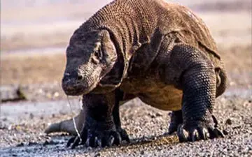 جنگ خونین ۲ اژد‌های کومودو با یکدیگر