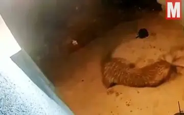 حمله غافلگیرکننده پلنگ به سگ نگهبان!+فیلم