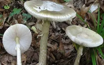 هر قارچی خوارکی نیست ، مراقب باشید