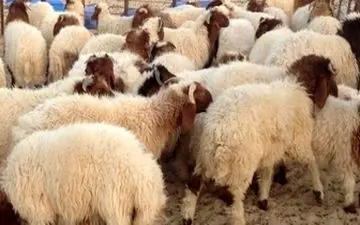  اعلام نرخ هر کیلوگرم دام زنده در مراکز عرضه بهداشتی دام