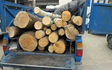 عامل قطع درختان جنگلی در آمل با بار قاچاق دستگیر شد