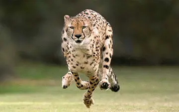 فوتبال بازی کردن یوزپلنگ ها+فیلم