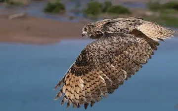 ۶ گونه حیوان در حال انقراض در چهارمحال و بختیاری زیست می‌کنند‌