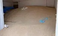 کشف 70 میلیارد جو احتکار شده در کرمانشاه