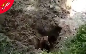 اقدام غیرانسانی ماموران جنگلبانی هند خبرساز شد 