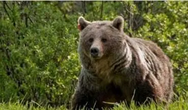 حمله خرس به شهروند نیکشهری
