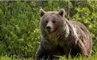 حمله خرس به شهروند نیکشهری