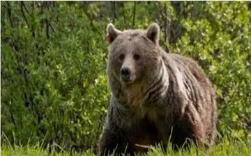 حمله خرس به شهروند نیکشهری