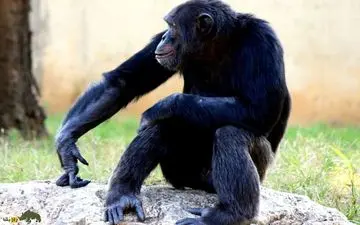  رمزگشایی از رفتار ۴۰ میلیون ساله: ریشه خودارضایی در انسان‌ها آشکار شد!