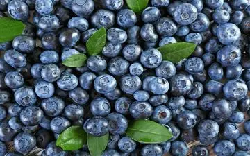 این میوه به جنگ با آلزایمر می رود