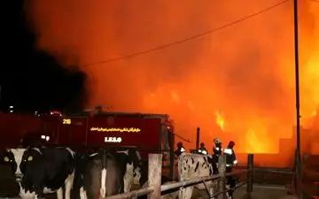 حریق گسترده در گاوداری بعد از 10 ساعت مهار شد