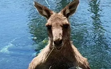 صحنه‌ای عجیب در استخر منزل خانواده استرالیایی +فیلم 