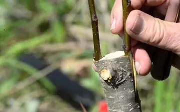 از فواید پیوند زدن درختان چه می دانید؟
