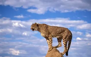 ویدیوی دیدنی از گشت و گذار پلنگ ایرانی در طبیعت بکر