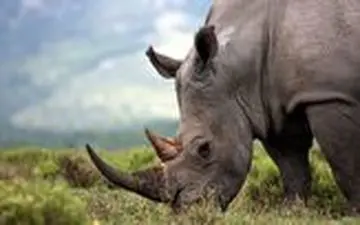 ویدیو/ ناک اوت شدن گراز با یک ضربه کرگدن