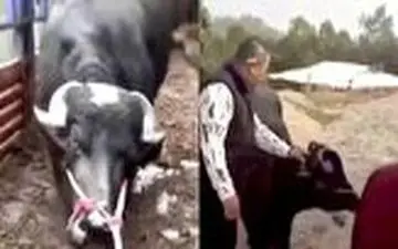 صحنه باورنکردنی که گاو باردار حین سربریدن رقم زد! 