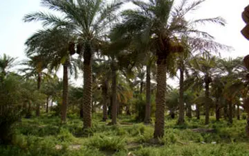 روایت بانویی که گنج داخل روستایش را به تحصیلاتش ترجیح داد + فیلم