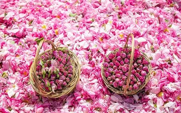 عربستان گل محمدی ایران را به نام خود ثبت جهانی کرد 