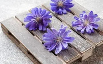 سه سوته با عرق کاسنی لاغرشو