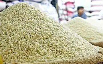 خشکسالی نیمی از برنج امسال را واردتی کرد
