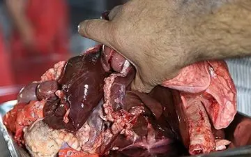 جگرخوری با اعمال شاقه + فیلم