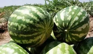واکنش وزارت جهاد به مرجوع شدن هندوانه‌ها از عمان