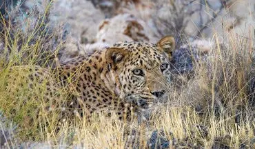 
حمله پلنگ به دام‌های اهلی در بخش رودخانه رودان
