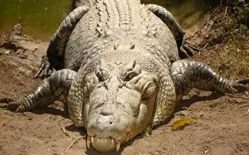 نجات شجاعانه کروکودیل ۳.۶ متری از گودال توسط یک مرد