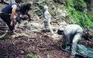 معمای "سها" دختر گمشده کوهنورد در جنگل‌ جهان‌نما