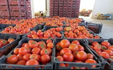 قیمت گوجه‌فرنگی سر به فلک کشید

