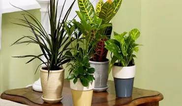 با این گیاهان آپارتمانی خواب راحتی داشته باشید 