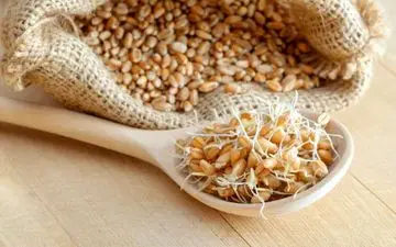 تاثیر فوق العاده جوانه گندم بر کبد چرب

