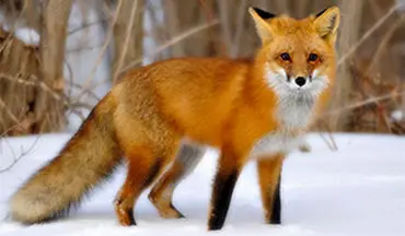 شکارچیان چگونه با تقلید صدای روباه ماده، روباه نر را شکار میکنند؟ 
